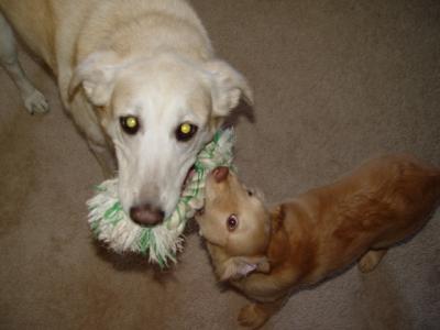 17 Weeks Old-- Bean and Polaris Playing Tug-Of-War
